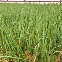 Продам цибулю Штутгартен на зелень