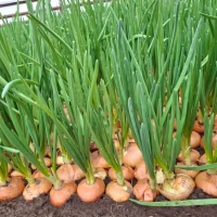 Продам цибулю Штутгартен на зелень