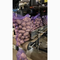 Продам товарну картоплю, різні сорти