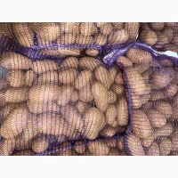 Продам товарну картоплю, різні сорти