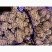 Продам товарну картоплю, різні сорти