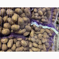 Продам товарну картоплю, різні сорти