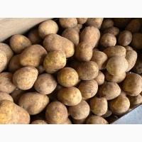 Продам товарну картоплю, різні сорти