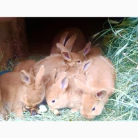 Продам кролів порід Бургундець та Бабочка | Різний вік, здорові, гарні