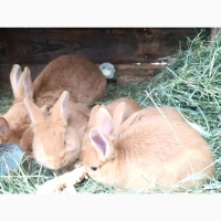 Продам кролів порід Бургундець та Бабочка | Різний вік, здорові, гарні