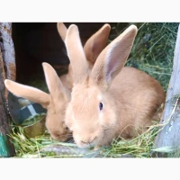 Продам кролів порід Бургундець та Бабочка | Різний вік, здорові, гарні
