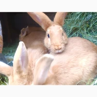 Продам кролів порід Бургундець та Бабочка | Різний вік, здорові, гарні