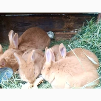 Продам кролів порід Бургундець та Бабочка | Різний вік, здорові, гарні