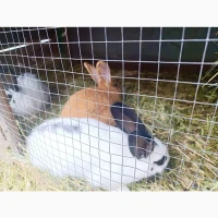 Продам кролів порід Бургундець та Бабочка | Різний вік, здорові, гарні