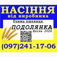Насіння, озима пшениця сорт Подолянка, еліта від виробника