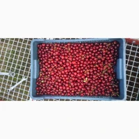 Продам вишню охолоджену крупним оптом (з холодильника, відмінна якість