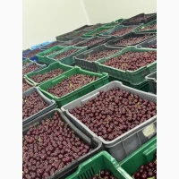 Продам вишню охолоджену крупним оптом (з холодильника, відмінна якість