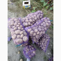 Продам картоплю