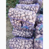 Продам картоплю