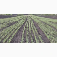 Продам часник оптом багато тон 1-20 тон