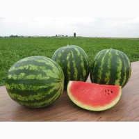 Продам кавун оптом