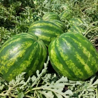 Продам кавун оптом