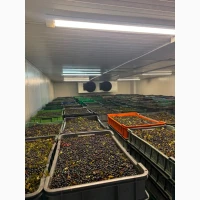 Продам чорницю свіжу