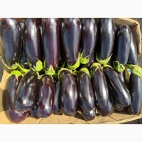 Продам баклажан з поля