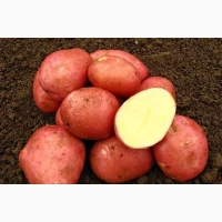 Куплю картоплю оптом