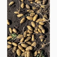 Продам картоплю, сорт Гранада