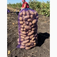 Продам картоплю, сорт Гранада