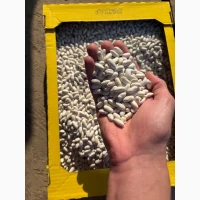 Продам квасолю білу кущову