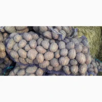 Продам товарну картоплю, сорт Вектор