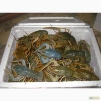 Продам живой севанский рак