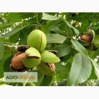 Орех грецкий, лист