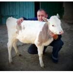 Продам Телят Бычков и Телочек