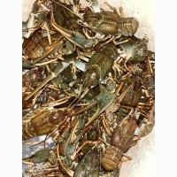 Куплю раки дорого