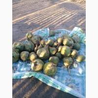 Продам редьку сорта магерланская