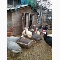 Продам пару цесарок