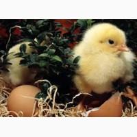 Купить элитные инкубационные яйца кур Фокси Чик