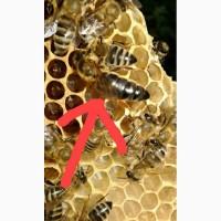 У продажі бджоломатки КАРПАТСЬКОЇ ПОРОДИ, ВУЧКОВИЙ ТИП 140-150 ГРН