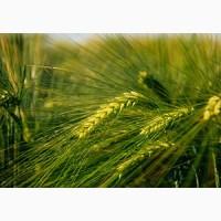 Ячмень озимый Герлах 1 репродукция