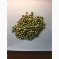 Озимий Горох НС Мороз від виробника