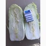 Продам Пекинскую капусту