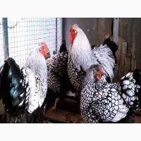 ПРОДАЕМ ИНКУБАЦИОННОЕ ЯЙЦО, яйца, Виандот два окраса, золото, серебро, чистокровные