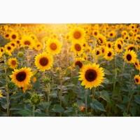 Надаємо послуги з посіву соняшнику