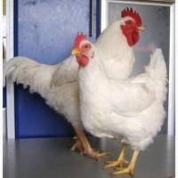 Инкубационное яйцо Геркулес