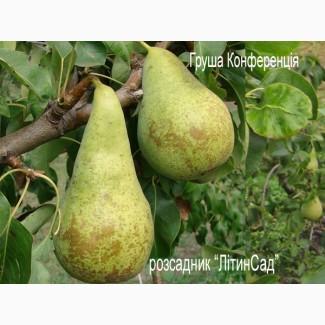 Саджанці Груша Конференція 2-річний саджанець ОПТ