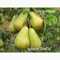 Саджанці Груша Конференція 2-річний саджанець ОПТ