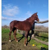 Продам кобилу