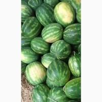 Продам арбуз сладкий