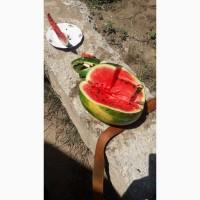 Продам арбуз сладкий