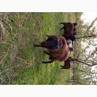 Продам стадо овець 8 баранів і 2 вівці