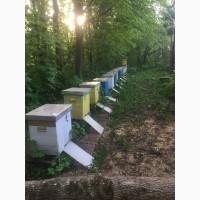 Продам пасіку