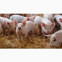 Продам поросят